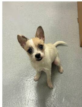 Grapes -  Terrier and Mixed Breed Dog for Adoption in Chillicothe, Ohio - Grapes | PetCurious