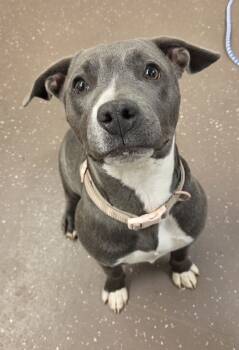 Rescue Pit Bull Terrier and Mixed Breed Dogs for Adoption in South Bend, Indiana - Gracelynn | PetCurious