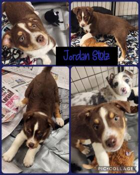 Australian Shepherd Dogs Available for Adoption - Jordan Stoltz | PetCurious
