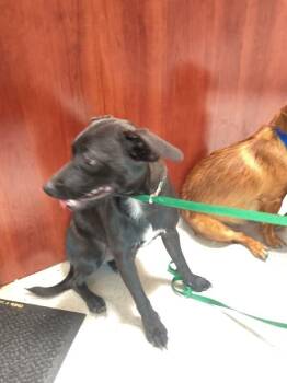 eve -  Mixed Breed Dog for Adoption in Hobbs, New Mexico - Eve | PetCurious