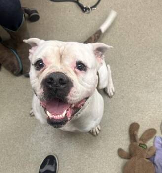 American Bulldog and Mixed Breed Dogs Available for Adoption - Macchiato | PetCurious