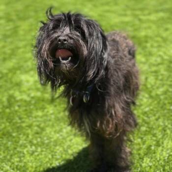 Cloud A2276286 -  Miniature Poodle and Maltese Dog for Adoption in Los Angeles, California - Cloud A2276286 | PetCurious