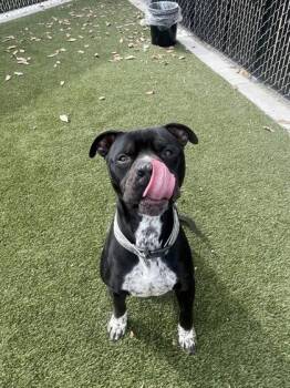 Mixed Breed Dogs Available for Adoption in Lafayette, Indiana - Mike | PetCurious