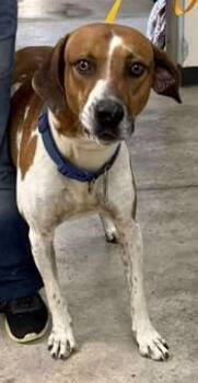 Buckshot -  Hound and Mixed Breed Dog for Adoption in Lampasas, Texas - Buckshot | PetCurious