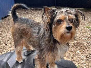 Murry -  Terrier Dog Available for Adoption in Portland, Oregon - Murry | PetCurious