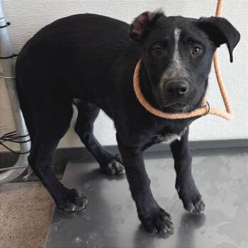 Mixed Breed Dogs Available for Adoption in Las Cruces, New Mexico - Senorita | PetCurious