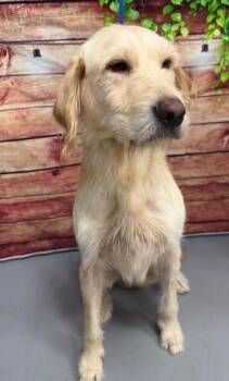 AC-5380 "Falkor" -  Labradoodle and Terrier Dog for Adoption in Conyers, Georgia - AC-5380 "Falkor" | PetCurious