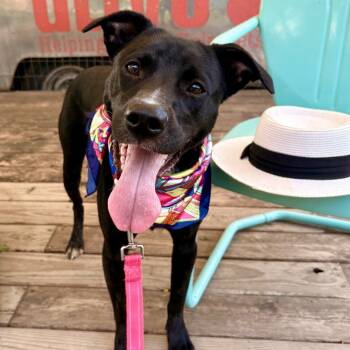 Rescue Terrier Dogs for Adoption in Austin, Texas - Spotify | PetCurious