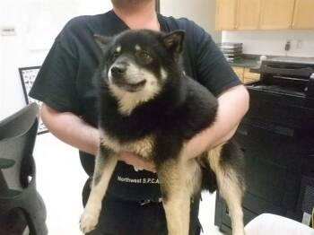Pomeranian and Mixed Breed Dogs Available for Adoption in Oroville, California - CHUNK | PetCurious