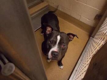 LOSSY -  Pit Bull Terrier Dog for Adoption in Martinez, California - LOSSY | PetCurious