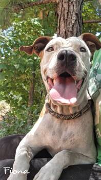 Rescue American Bully and Pit Bull Terrier Dogs for Adoption in Fairhope, Alabama - Fiona | PetCurious