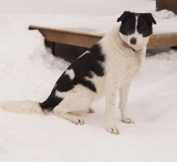 Husky Dogs Available for Adoption - Moo | PetCurious