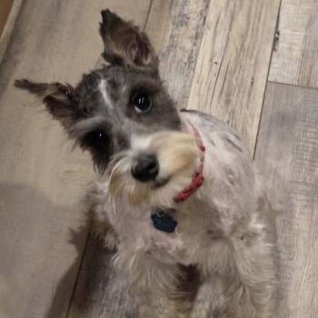 Grace -  Miniature Schnauzer Dog for Adoption in Omaha, Nebraska - Grace | PetCurious