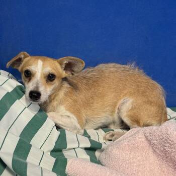 110953 -  Mixed Breed Dog for Adoption in Las Cruces, New Mexico - 110953 | PetCurious