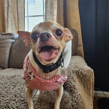 Chihuahua Dogs Available for Adoption - Dooley | PetCurious