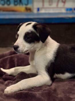 Mixed Breed Dogs Available for Adoption - Shania | PetCurious