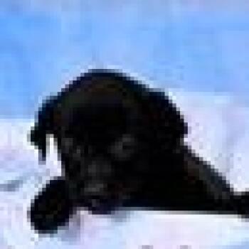 Labrador Retriever and Mixed Breed Dogs Available for Adoption in Clearwater, Florida - Mac | PetCurious