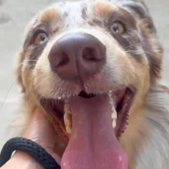 Elliot -  Australian Shepherd Dog for Adoption in Sonoma, California - Elliot | PetCurious