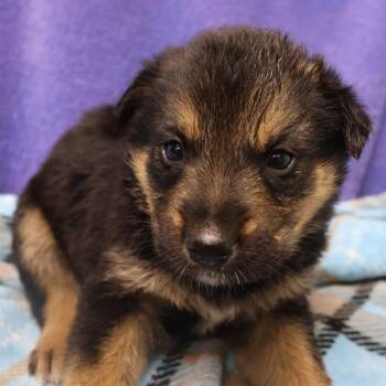 Lemon D10262 -  German Shepherd Dog and Labrador Retriever Dog for Adoption - Lemon D10262 | PetCurious
