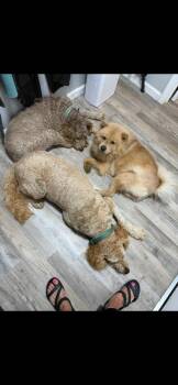Honey Bear -  Chow Chow Dog for Adoption in Chattanooga, Tennessee - Honey Bear | PetCurious
