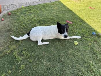 Australian Shepherd and Border Collie Dogs Available for Adoption in Phoenix, Arizona - Leo | PetCurious