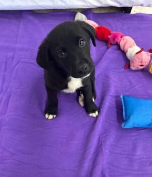 Labrador Retriever Dogs Available for Adoption in Orland Park, Illinois - Tito Jackson  | PetCurious