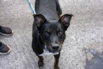 Baylor -  Mixed Breed Dog for Adoption in Terre Haute, Indiana - Baylor | PetCurious