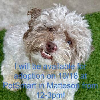 Teddi -  Cockapoo Dog for Adoption in Matteson, Illinois - Teddi | PetCurious
