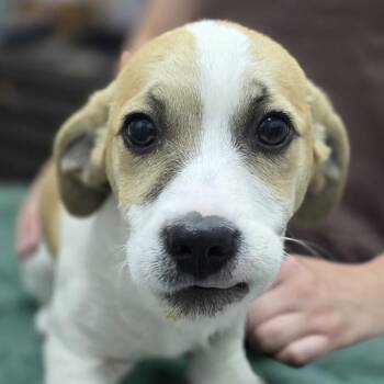 Terrier and Mixed Breed Dogs Available for Adoption in Huntsville, Alabama - Cowboy | PetCurious