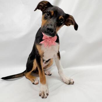 692 (2026) Sylvie -  Shepherd and Mixed Breed Dog for Adoption in Parker, Colorado - 692 (2026) Sylvie | PetCurious