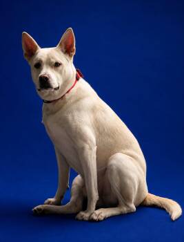 Thor -  Akita Dog for Adoption in Sanford, Florida - Thor | PetCurious