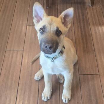 Mixed Breed Dogs Available for Adoption in Buffalo, Minnesota - Snazzy | PetCurious