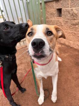 Canela -  Mixed Breed Dog for Adoption in Hobbs, New Mexico - Canela | PetCurious