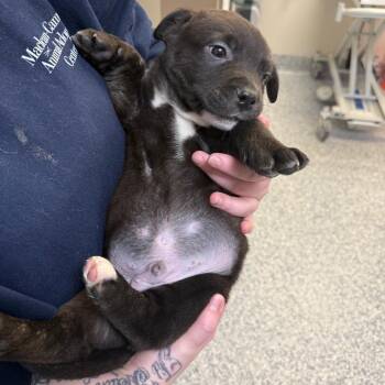 Mixed Breed Dogs Available for Adoption - Penguin | PetCurious