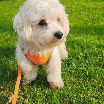 Callum -  Poodle Dog for Adoption in Toronto, Ontario - Callum | PetCurious