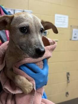 Bag of Burgers -  Mixed Breed Dog for Adoption in Wichita, Kansas - Bag Of Burgers | PetCurious