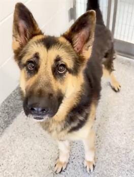 German Shepherd Dog Dogs Available for Adoption in Houston, Texas - ROXAS | PetCurious