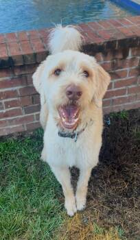 Rescue Goldendoodle Dogs for Adoption in Theodore, Alabama - Simon, Goldendoodle | PetCurious