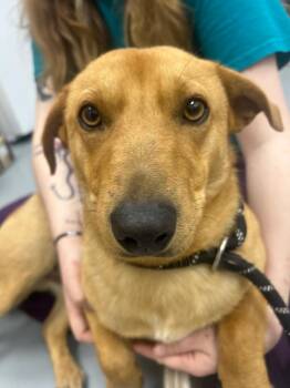 Dachshund Dogs Available for Adoption - Leo | PetCurious