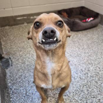 Chihuahua Dogs Available for Adoption in Sierra Vista, Arizona - Daisy | PetCurious