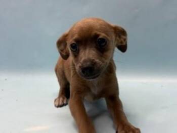 Tito -  Basenji and Mixed Breed Dog for Adoption in Woodbury, Minnesota - Tito | PetCurious