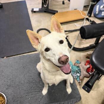 Brian -  Husky Dog for Adoption in Mico, Texas - Brian | PetCurious