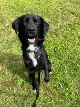 Flat Coated Retriever Dogs Available for Adoption in Westwood, New Jersey - Bart (Foster To Adopt Needed) | PetCurious