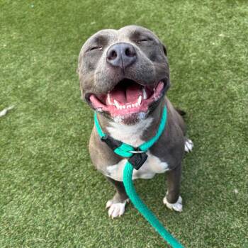 Venus Storm -  Pit Bull Terrier Dog for Adoption in Philadelphia, Pennsylvania - Venus Storm | PetCurious