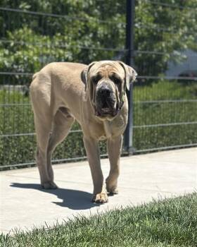 Beauregard -  Mastiff Dog for Adoption in Elk Grove, California - Beauregard | PetCurious