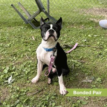 Bodie (bonded w/ Apollo) -  Boston Terrier Dog for Adoption in Reisterstown, Maryland - Bodie (bonded W/ Apollo) | PetCurious