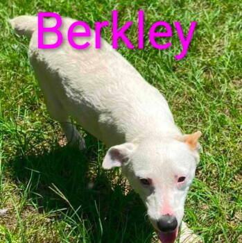 Rescue Jack Russell Terrier Dogs for Adoption in Grand Bay, Alabama - Berkley | PetCurious