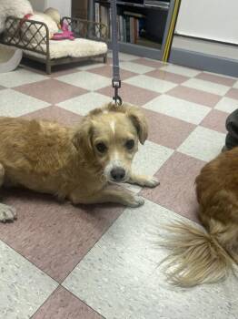 Shay -  Terrier and Mixed Breed Dog for Adoption in Ontario, California - Shay | PetCurious