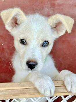 Australian Shepherd and Black Labrador Retriever Dogs Available for Adoption in Austin, Texas - Ivory | PetCurious