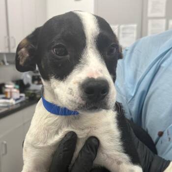 Pringle -  Labrador Retriever and Mixed Breed Dog for Adoption in Lakeland, Florida - Pringle | PetCurious